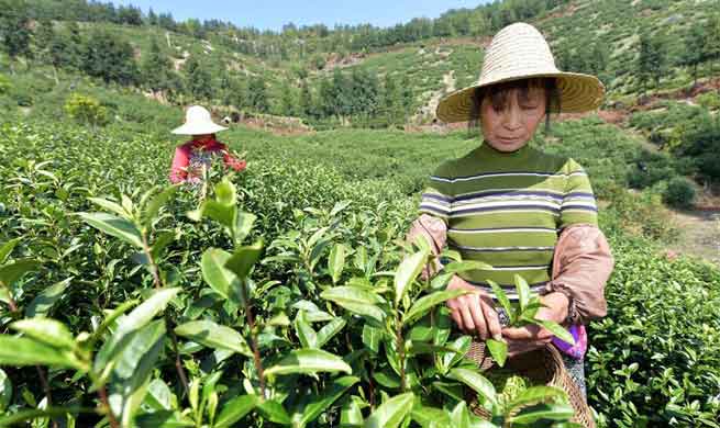 Workers pick tea leaves at tea garden in east China's Jiangxi