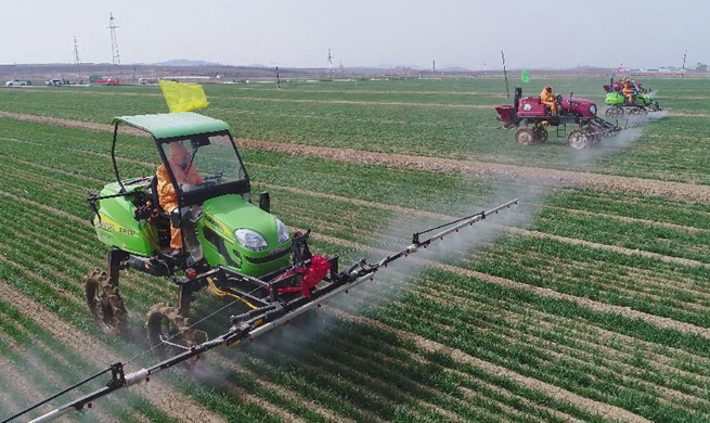 Farmers spray pesticide in field in east China's Shandong