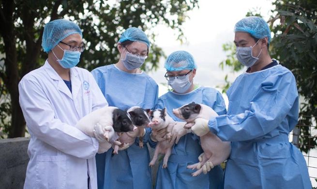 Chinese scientists create pig model of Huntington's disease