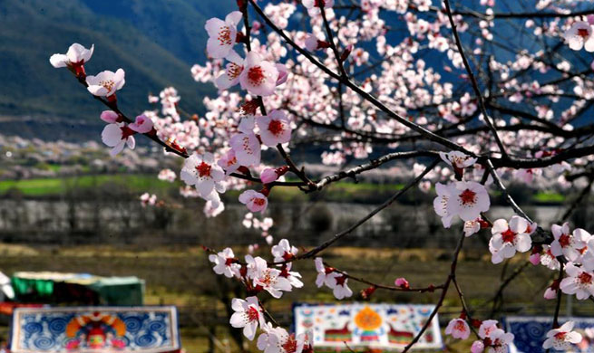 Peach blossoms in Bomi County, SW China's Tibet