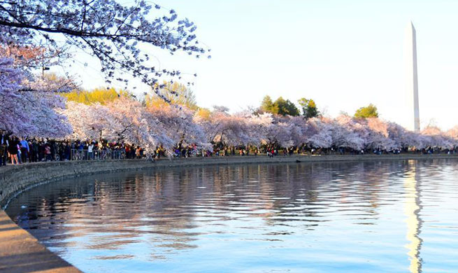 Cherry blossoms seen along Tidal Basin in Washington D.C.