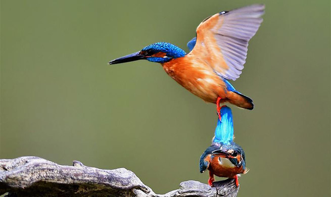Kingfishers seen at national forest park in SE China's Fujian