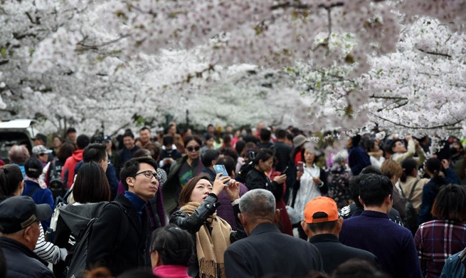 Tourists enjoy view of cherry blossoms in Qingdao, E China's Shandong