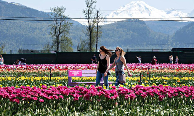 3rd Bloom Tulip Festival held in Abbotsford, Canada