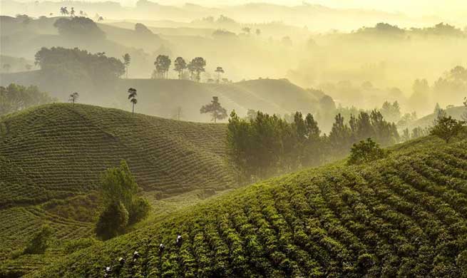 Tea garden offers jobs to poor households in C China's Henan