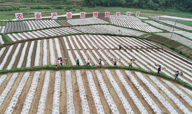 Farmers work on day of "lixia" across China