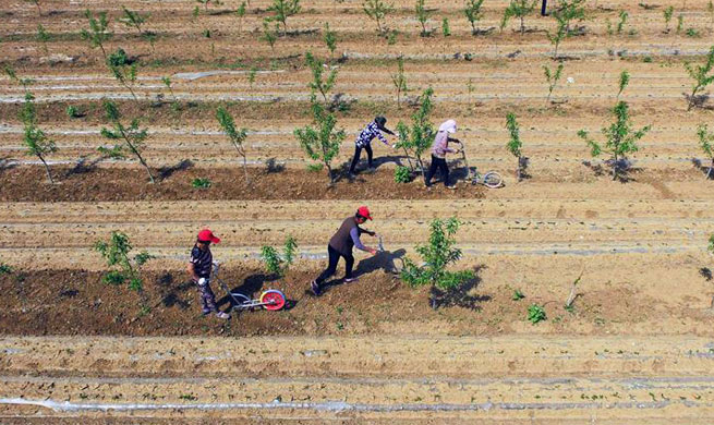 Aerial photos of farmers working in orchard in N China's Hebei