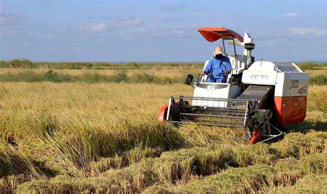 Feature: Chinese rice farm brings modern agriculture to Mozambican farmers