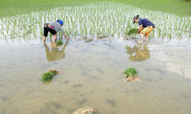 In pics: farmers work at fields in China