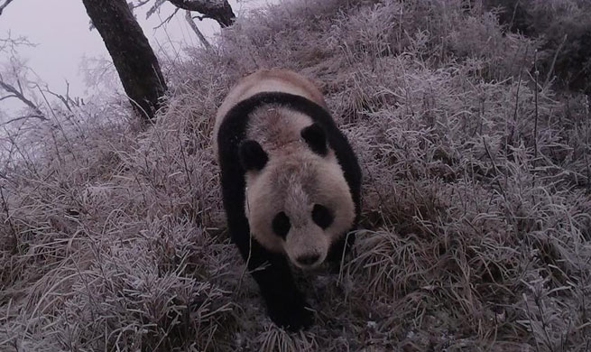 Infrared camera captures wild giant panda in NW China's Gansu
