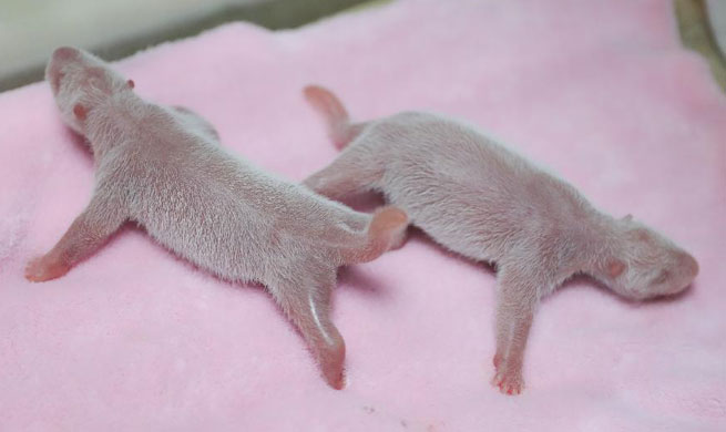 First male-female panda twins of the year born in SW China