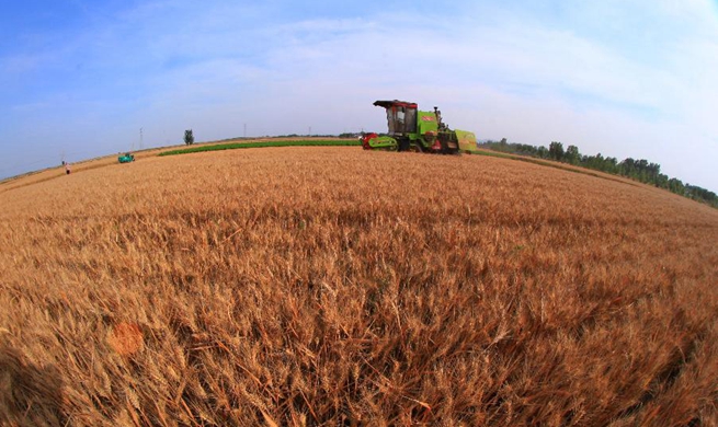 About half of summer crops have been harvested across China