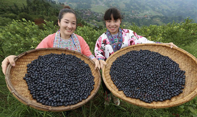 Villagers plant blueberry to get rid of poverty in south China