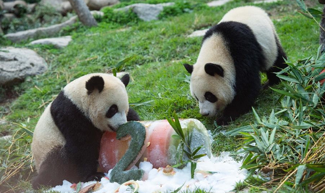 Twin panda brothers celebrate 2nd birthday in Macao