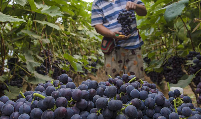 Over 3,000 people shake off poverty through grape planting in village of N China