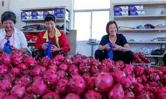 Dragon fruit planting helps farmers increase incomes in east China's Zhejiang