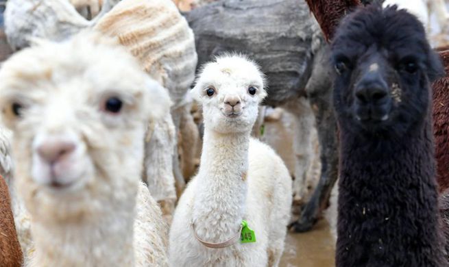 Farmers in N China's Shanxi get rid of poverty by breeding alpacas
