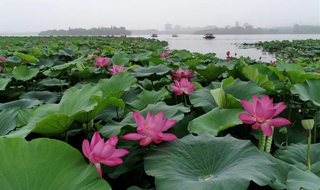 Tourists enjoy lotus at Nanhu Park in Hebei