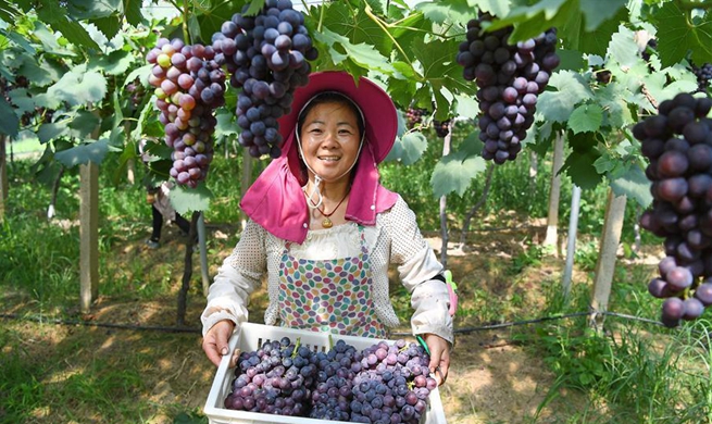 Grapes harvested in Luoting Town, China's Jiangxi