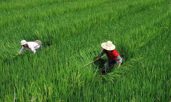 Farmers work in rice field in Cengong, China's Guizhou