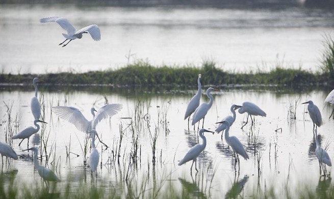 Egrets seen at wetland in E China's Jiangsu