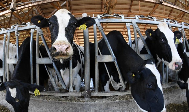 Feature: U.S. dairy farm to celebrate centenary while shutdown looms amid tariffs