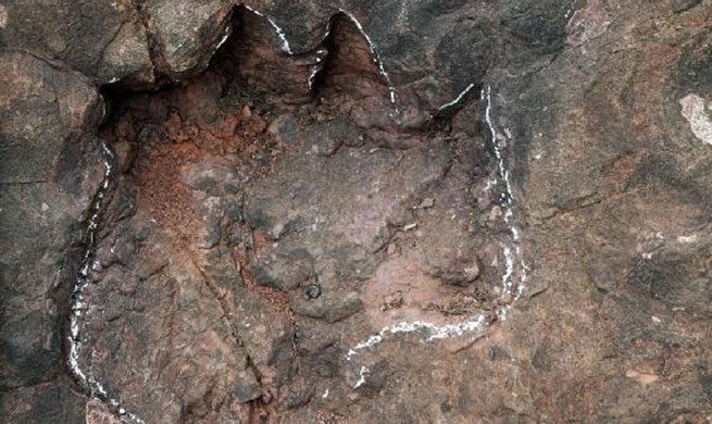 Early Jurassic dinosaur footprints discovered in Guizhou