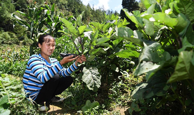 Pic story: disabled female farmer shakes off poverty through hard work