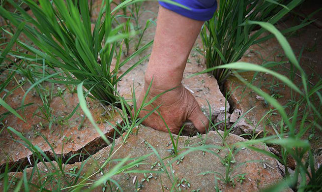 Some parts of Jiangxi suffer from drought for days