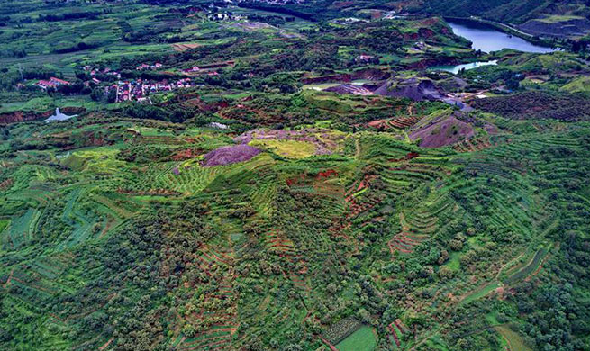 Mine areas covered with plants after reclamation and afforestation in China's Hebei