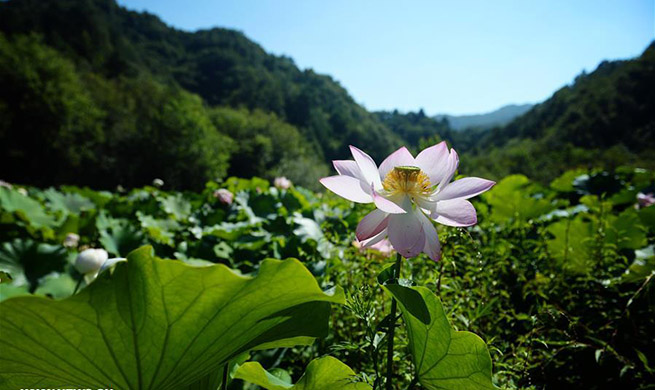 In pics: lotus flowers in Qinling Mountains, NW China's Shaanxi