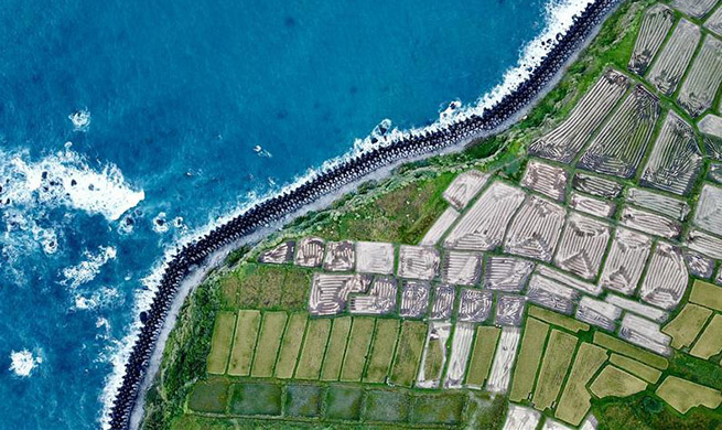 Paddy fields juxtapose with Pacific coastline of Hualien, SE China's Taiwan