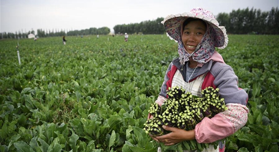 Cool-climate-adapted vegetable cultivation major source of income in Yaomo Village, NW China