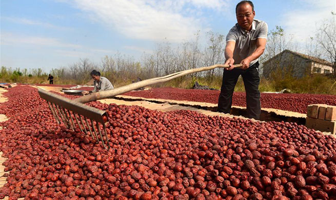 Farmers dry harvested dates in north China's Hebei
