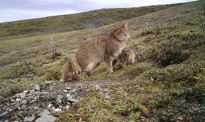 In pics: Chinese mountain cat with its kittens in China's Qinghai
