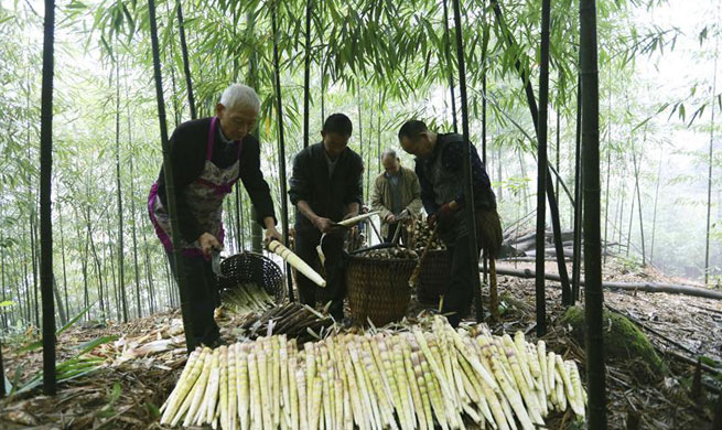 Bamboo-related industry boosts income for people in China's Guizhou
