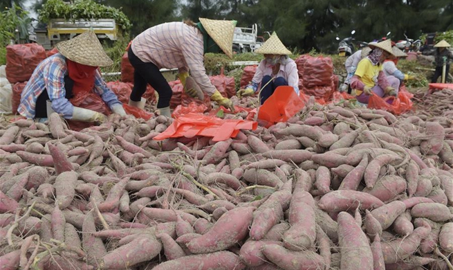 Sweet potatoes harvested in China's Fujian