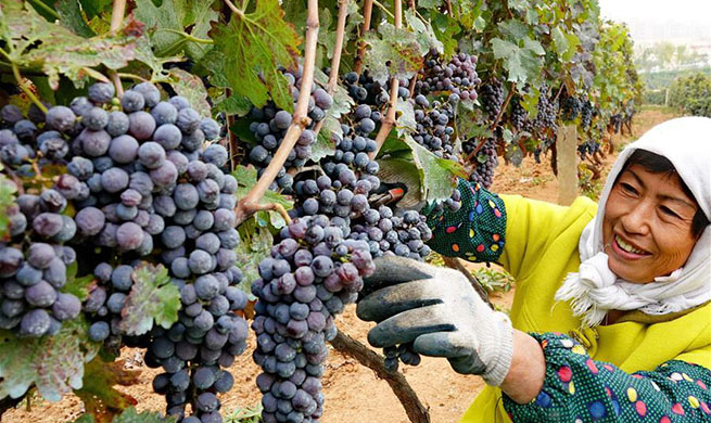 Wine grapes enter harvest season in north China's Hebei