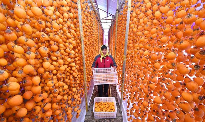 Persimmon business helps increase income for farmers in China's Shandong
