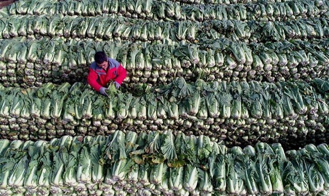 Vegetable growing boosts village development, increases farmers' incomes in Hebei