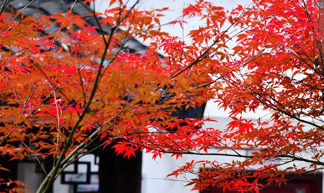 Scernery of winter maple leaves across China