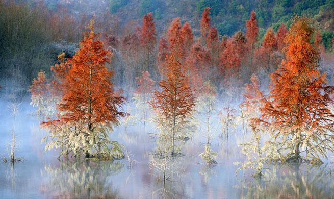 In pics: wetland of dawn redwood in Dianwei Village, SW China's Yunnan