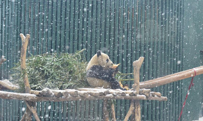 Giant pandas at Beijing Zoo play in snow