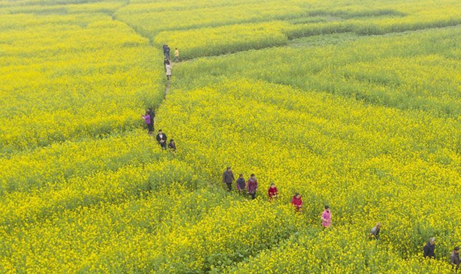 In pics: blooming cole flowers across China