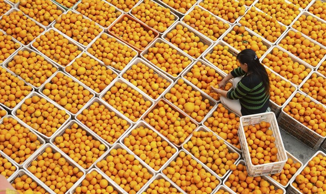 People pick navel oranges in Zigui, central China's Hubei