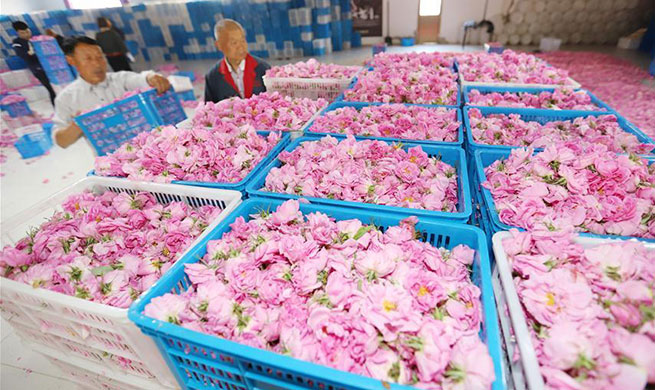 Shizhuang Village in China's Jiangsu develops rose industry to boost income