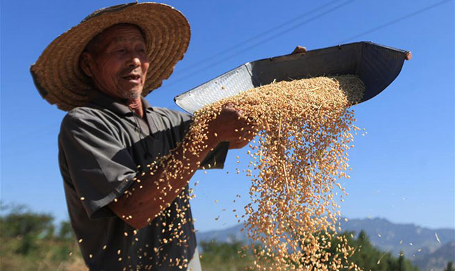 Wheat harvest across China