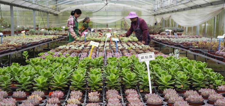 Succulent farming industry helps boost farmers' income in China's Zhejiang