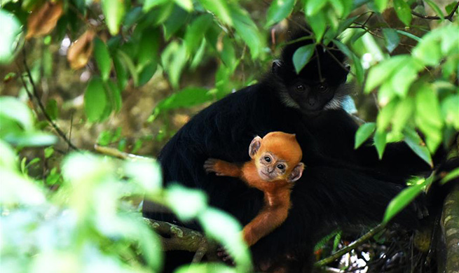 Number of Francois' langurs increases in Mayanghe National Nature Reserve of Guizhou