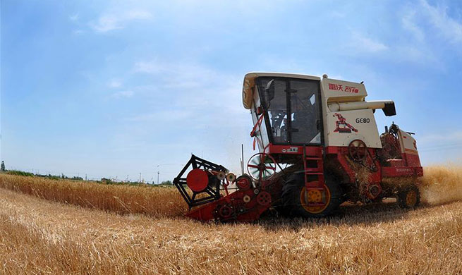 Wheat enters harvest season in China's Hebei